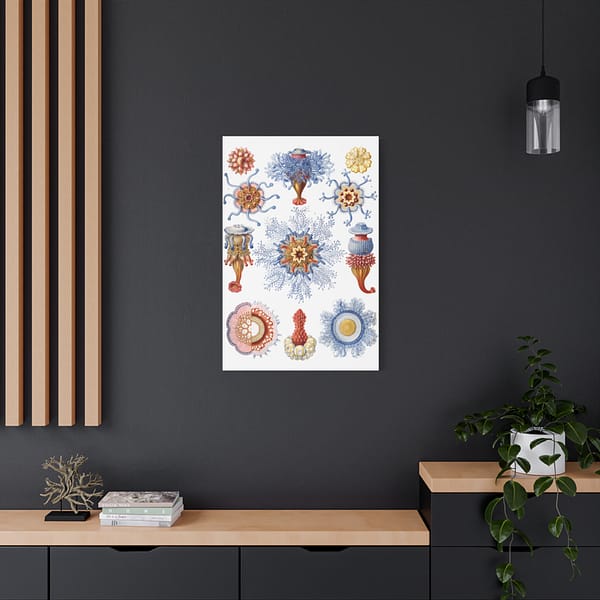 3179273003911842849_2048.jpeg Siphonophorae, Kunstformen der Natur, plate 17 – Ernst Haeckel (1904) – Natural History Canvas Print