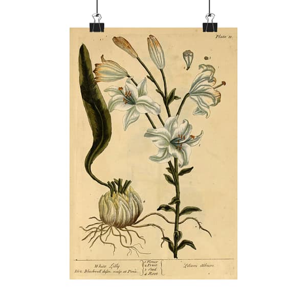 3428919778230470232_2048.jpeg White Lily (Lilium album), A Curious Herbal – Elizabeth Blackwell (1737) – Botanical Poster Print