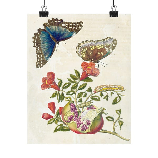 3449481876939073383_2048.jpeg Metamorphosis Insectorum Surinamensium, plate 9 – Maria Sibylla Merian (1705) – Natural History Poster Print