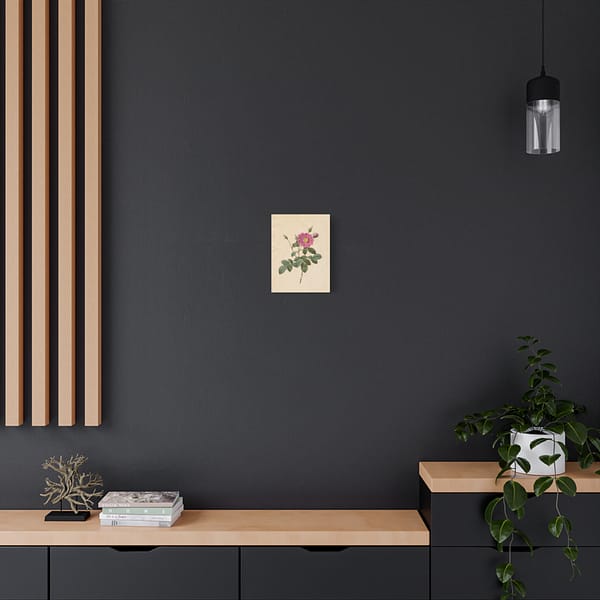 3461387744090926601_2048.jpeg Cabbage Rose (Rosa Centifolia Simplex) – Pierre-Joseph Redouté (c. 1817-24) – Botanical Canvas Print