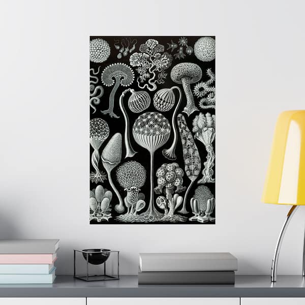 3676012179834052151_2048.jpeg Mycetozoa, Kunstformen der Natur, plate 93 – Ernst Haeckel (1904) – Natural History Poster Print