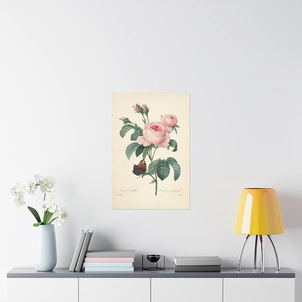 3717907763321638903_2048.jpeg Rosa Centifolia (Rosier à cent feuilles) – Pierre-Joseph Redouté (c. 1817-24) – Botanical Poster Print