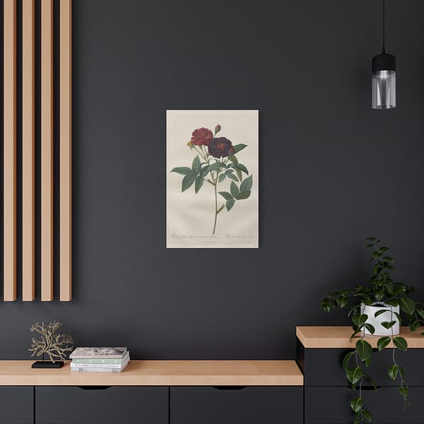 3900368330105964793_2048.jpeg Rosa Gallica Purpurea Velutina Parva (Rosier de Van-Eeden) – Pierre-Joseph Redouté (c. 1817-24) – Botanical Canvas Print