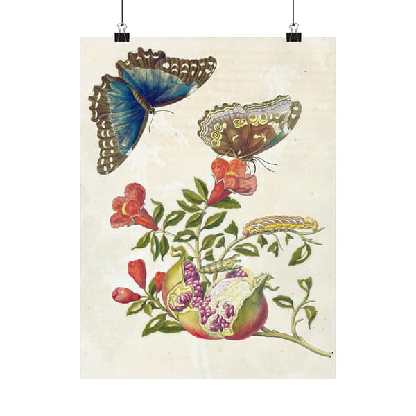 4015972333678688192_2048.jpeg Metamorphosis Insectorum Surinamensium, plate 9 – Maria Sibylla Merian (1705) – Natural History Poster Print