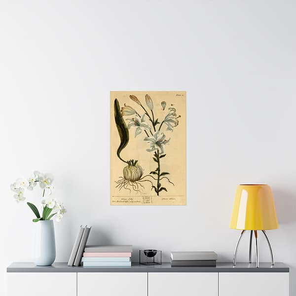 4035249714946026139_2048.jpeg White Lily (Lilium album), A Curious Herbal – Elizabeth Blackwell (1737) – Botanical Poster Print