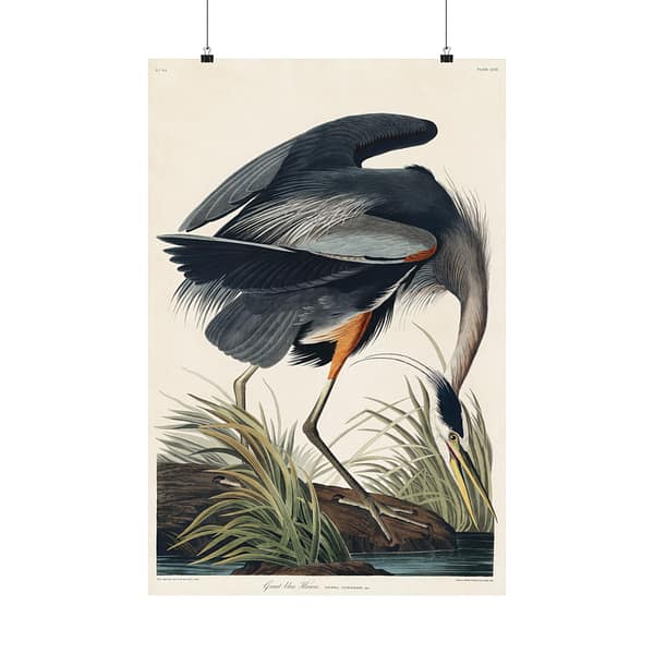 4037331831439732964_2048-1.jpeg Great Blue Heron, Birds of America – John James Audubon (1834) – Natural History Poster Print