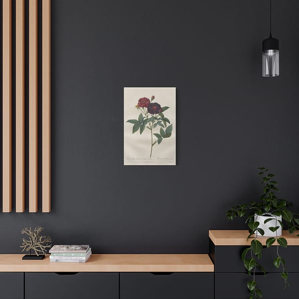 4162368445011619935_2048.jpeg Rosa Gallica Purpurea Velutina Parva (Rosier de Van-Eeden) – Pierre-Joseph Redouté (c. 1817-24) – Botanical Canvas Print