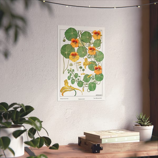 4164900087090458145_2048-1.jpeg Capucine (nasturtium), plate 40 from La Plante et ses Applications ornementales - Maurice Pillard Verneuil (1896) - Botanical Poster Print