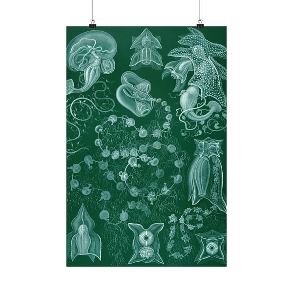 4202636095411769723_2048.jpeg Siphonophorae, Kunstformen der Natur, plate 77 – Ernst Haeckel (1904) – Natural History Poster Print
