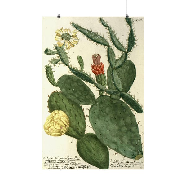 4475789925993623971_2048.jpeg Phytanthoza iconographia, Vol. 3, plate 766 – Johann Wilhelm Weinmann (1742) – Botanical Poster Print