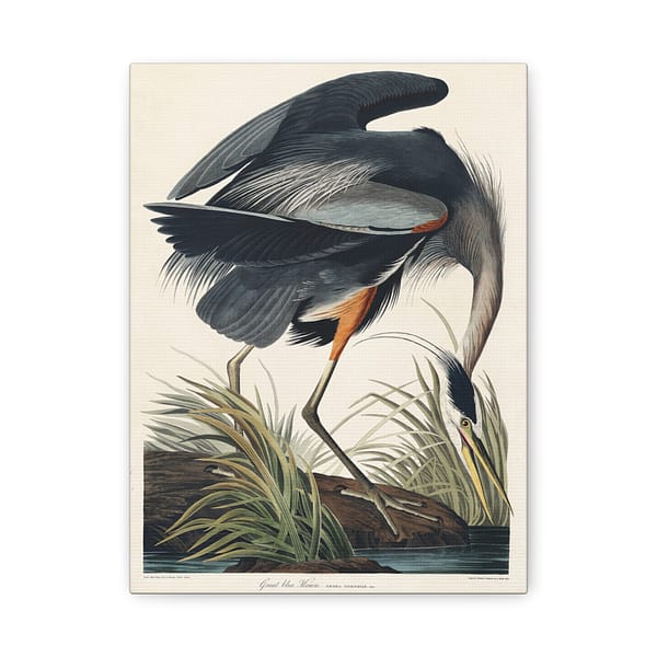 4529172952868853222_2048.jpeg Great Blue Heron, Birds of America – John James Audubon (1834) – Natural History Canvas Print