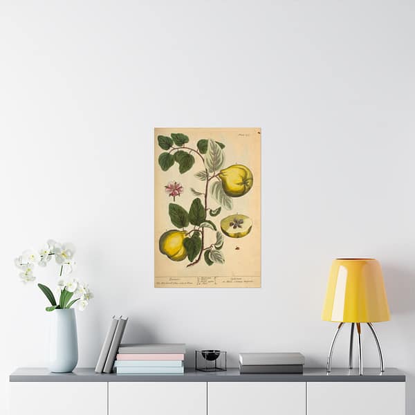 4569938359177106866_2048.jpeg Quinces (Cydonea, or Mala cotonea major), A Curious Herbal – Elizabeth Blackwell (1737) – Botanical Poster Print