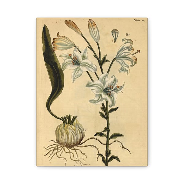 4576500626732116753_2048.jpeg White Lily (Lilium album), A Curious Herbal – Elizabeth Blackwell (1737) – Botanical Canvas Print