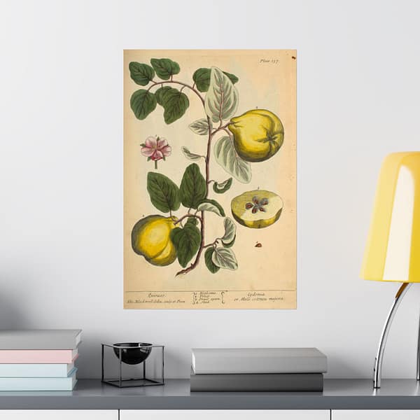 460059217352093165_2048.jpeg Quinces (Cydonea, or Mala cotonea major), A Curious Herbal – Elizabeth Blackwell (1737) – Botanical Poster Print