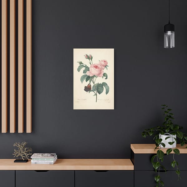 4829085751438225891_2048.jpeg Rosa Centifolia (Rosier à cent feuilles) – Pierre-Joseph Redouté (c. 1817-24) – Botanical Canvas Print