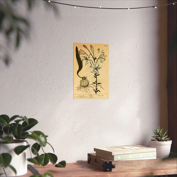 4904313611570726843_2048.jpeg White Lily (Lilium album), A Curious Herbal – Elizabeth Blackwell (1737) – Botanical Poster Print