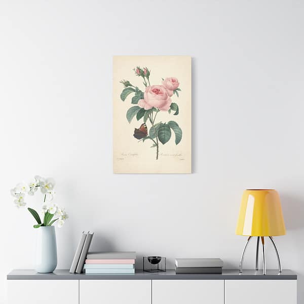 4944508773152415533_2048.jpeg Rosa Centifolia (Rosier à cent feuilles) – Pierre-Joseph Redouté (c. 1817-24) – Botanical Canvas Print