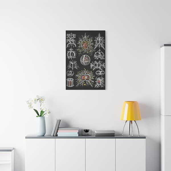494746863937223343_2048.jpeg Radiolaria, Stephoidea – Kunstformen der Natur, plate 71 – Ernst Haeckel (1904) – Natural History Canvas Print