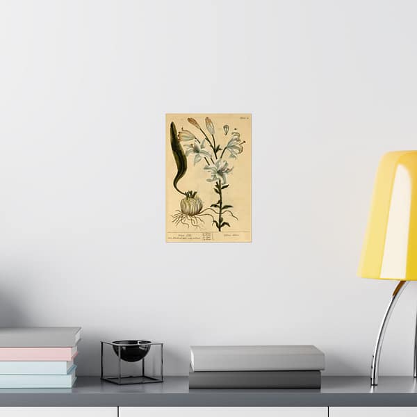 4971433171675690196_2048.jpeg White Lily (Lilium album), A Curious Herbal – Elizabeth Blackwell (1737) – Botanical Poster Print