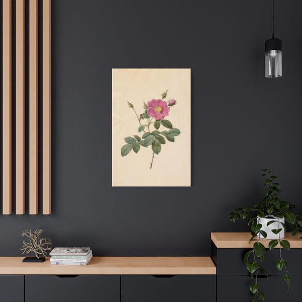 4977964694134011579_2048.jpeg Cabbage Rose (Rosa Centifolia Simplex) – Pierre-Joseph Redouté (c. 1817-24) – Botanical Canvas Print