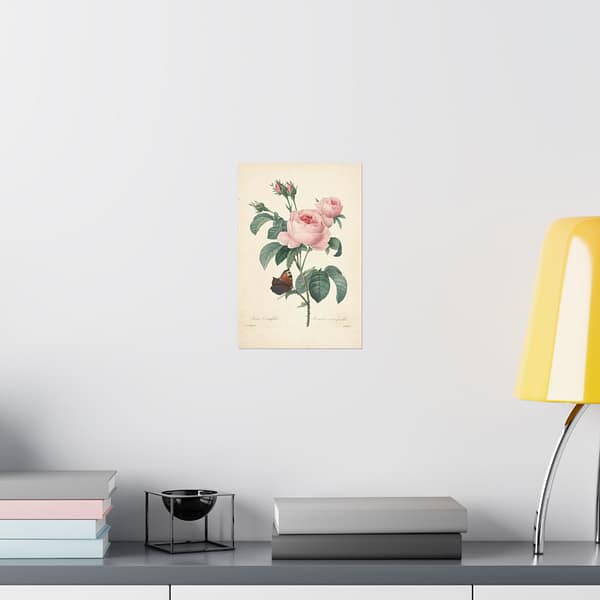 5085947165627790429_2048.jpeg Rosa Centifolia (Rosier à cent feuilles) – Pierre-Joseph Redouté (c. 1817-24) – Botanical Poster Print