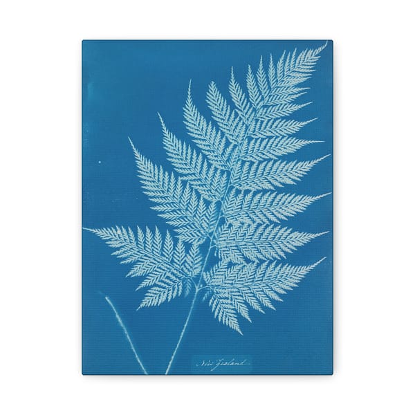 5157248227450117943_2048.jpeg New Zealand Fern Cyanotype – Anna Atkins (c. 1853-54) – Botanical Canvas Print