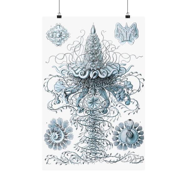 5159398757539361970_2048.jpeg Siphonophorae, Kunstformen der Natur, plate 37 – Ernst Haeckel (1904) – Natural History Poster Print
