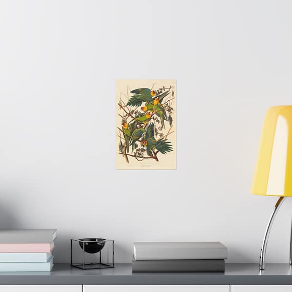 5199348309834584949_2048.jpeg Carolina Parakeet, Birds of America – John James Audubon (1828) – Natural History Poster Print