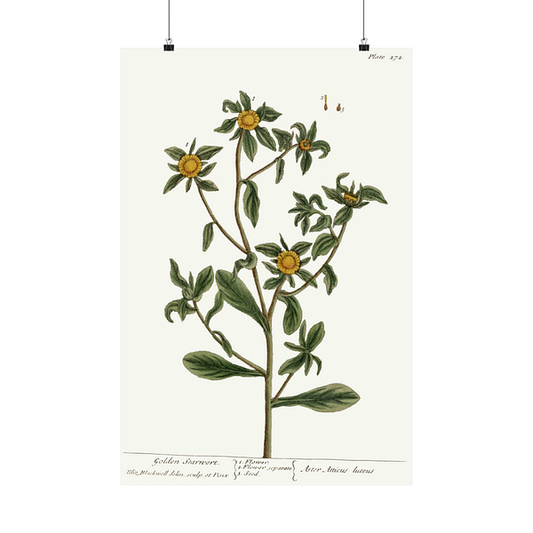 5203757358082327139_2048.jpeg Spiny Starwort (Pallenis spinosa), A Curious Herbal – Elizabeth Blackwell (1739) – Botanical Poster Print