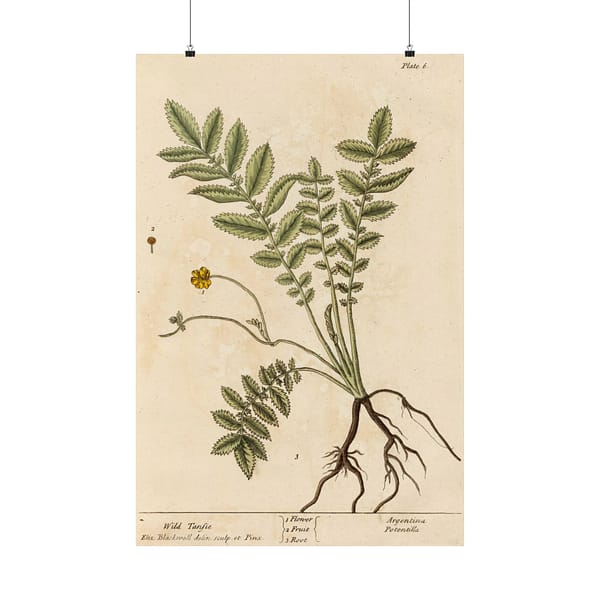 5260910864552724519_2048.jpeg Wild Tansie (Argentina, Potentilla), A Curious Herbal - Elizabeth Blackwell (1737) - Botanical Poster Print