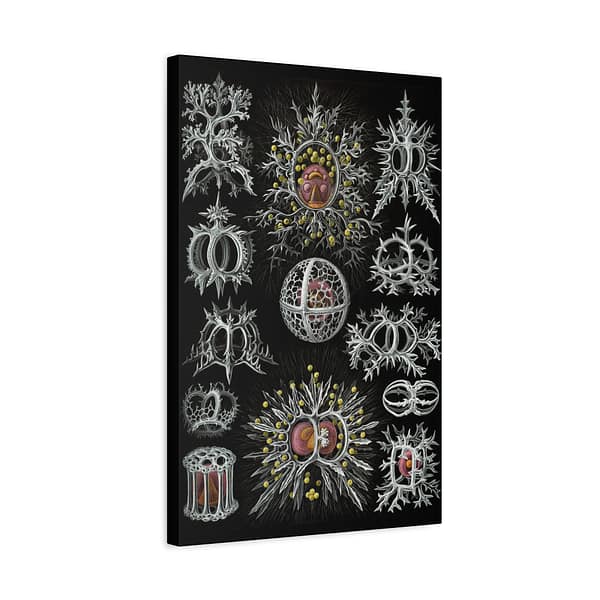 5301497026945923589_2048.jpeg Radiolaria, Stephoidea – Kunstformen der Natur, plate 71 – Ernst Haeckel (1904) – Natural History Canvas Print
