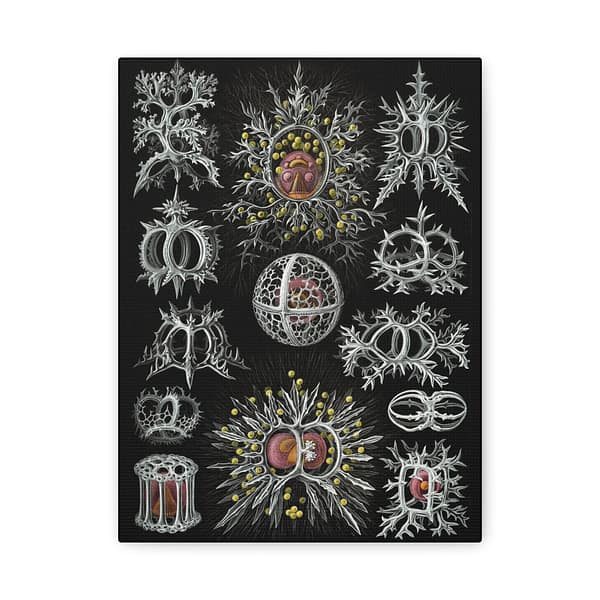 5328166941284286569_2048.jpeg Radiolaria, Stephoidea – Kunstformen der Natur, plate 71 – Ernst Haeckel (1904) – Natural History Canvas Print