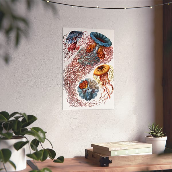 5369137822758241168_2048.jpeg Jellyfish (Discomedusae), Kunstformen der Natur – Ernst Haeckel (1904) – Natural History Poster Print