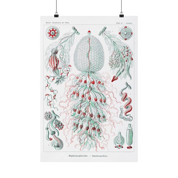 540174145646462864_2048.jpeg Siphonophorae, Kunstformen der Natur, plate 59 – Ernst Haeckel (1904) – Natural History Poster Print