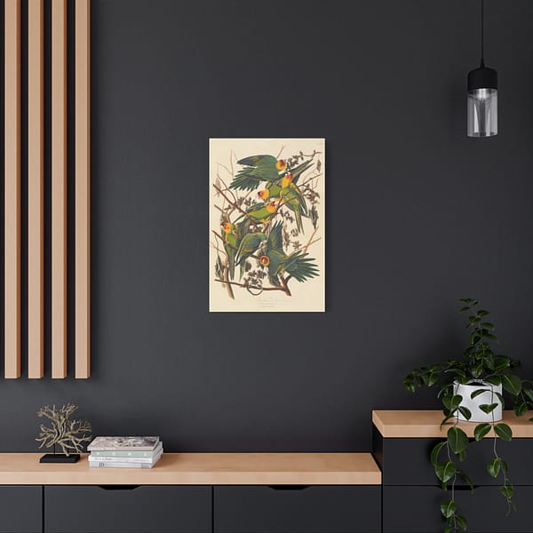 5416909403745394325_2048.jpeg Carolina Parakeet, Birds of America – John James Audubon (1828) – Natural History Canvas Print
