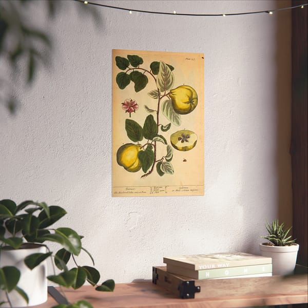 5417568263696525918_2048.jpeg Quinces (Cydonea, or Mala cotonea major), A Curious Herbal – Elizabeth Blackwell (1737) – Botanical Poster Print
