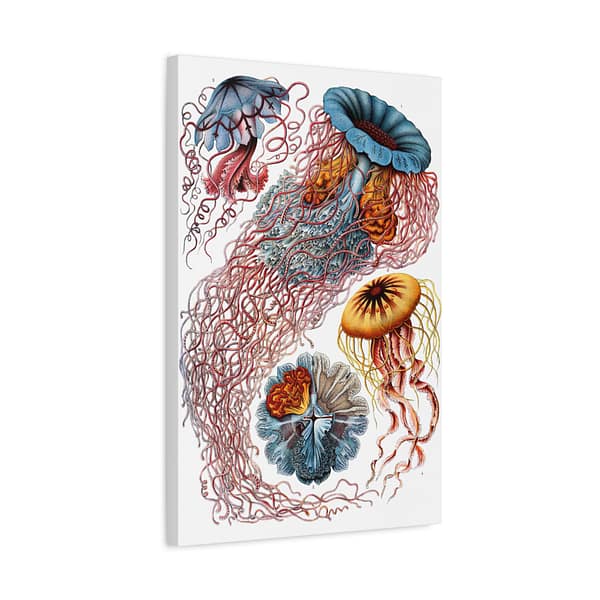 5432914602054491976_2048.jpeg Jellyfish (Discomedusae), Kunstformen der Natur – Ernst Haeckel (1904) – Natural History Canvas Print