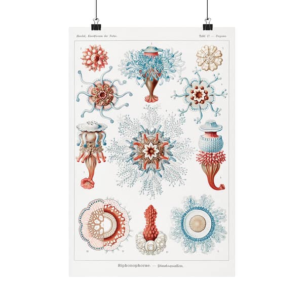 5452545976471321274_2048.jpeg Siphonophorae, Kunstformen der Natur, plate 17 – Ernst Haeckel (1904) – Natural History Poster Print