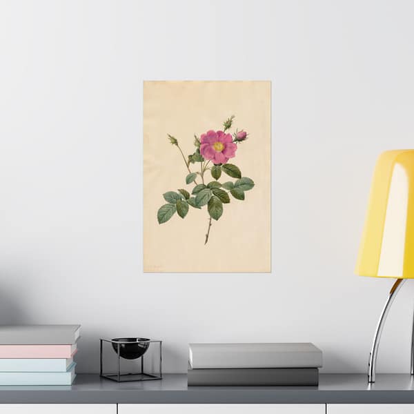 5485345209757493845_2048.jpeg Cabbage Rose (Rosa Centifolia Simplex) – Pierre-Joseph Redouté (c. 1817-24) – Botanical Poster Print