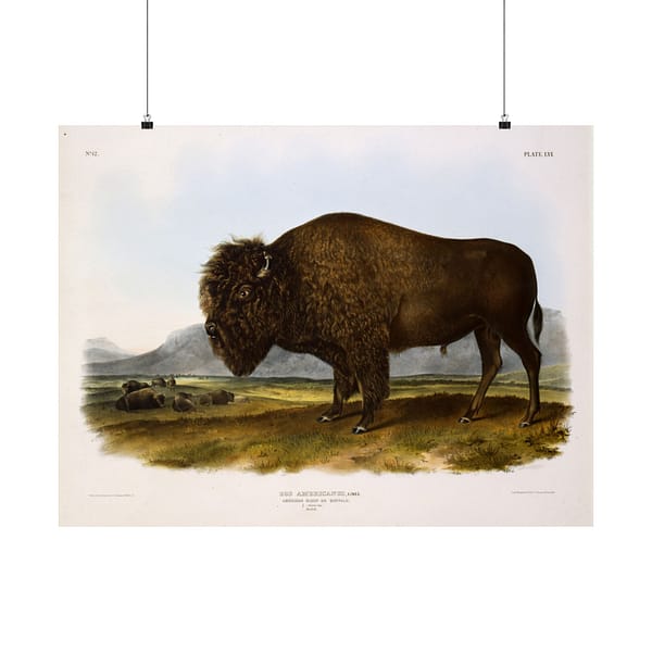 5571736064674580509_2048.jpeg Bos Americanus, American Bison or Buffalo, plate 56 – John James Audubon (1845) – Natural History Poster Print