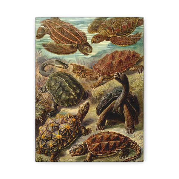 5580984978954051279_2048.jpeg Sea Turtles & Tortoises (Chelonia), Kunstformen der Natur – Ernst Haeckel (1904) – Natural History Canvas Print