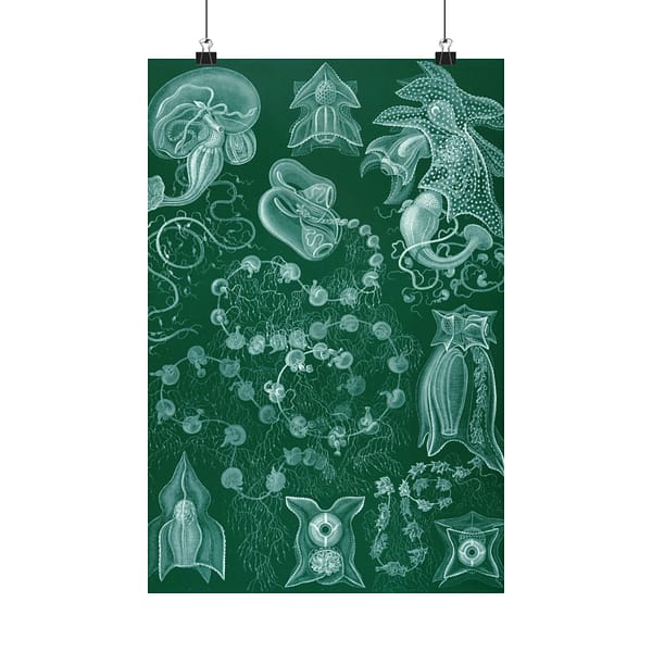 5585572346249819800_2048.jpeg Siphonophorae, Kunstformen der Natur, plate 77 – Ernst Haeckel (1904) – Natural History Poster Print