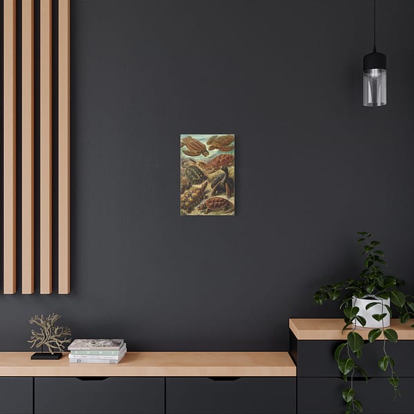 5658082349043793889_2048.jpeg Sea Turtles & Tortoises (Chelonia), Kunstformen der Natur – Ernst Haeckel (1904) – Natural History Canvas Print