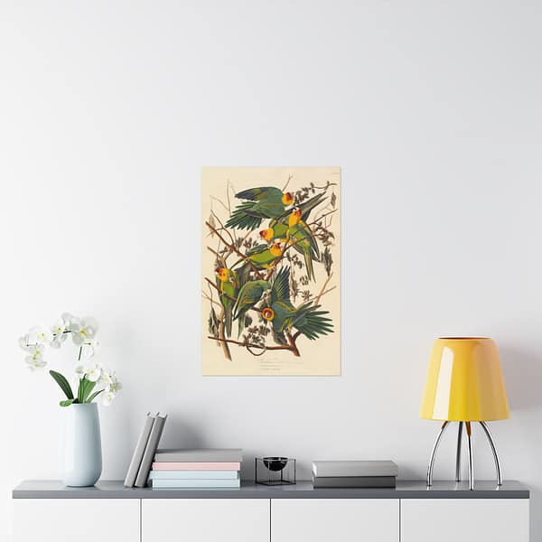5733981395452079614_2048.jpeg Carolina Parakeet, Birds of America – John James Audubon (1828) – Natural History Poster Print