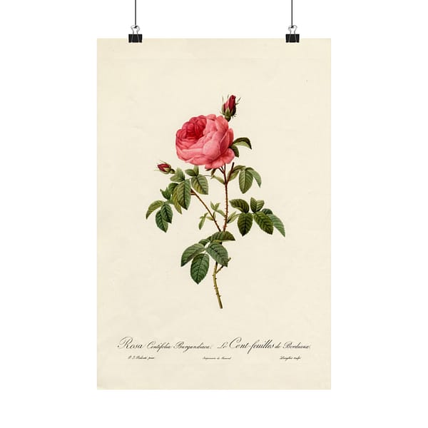 5736003015368562987_2048.jpeg Rosa Centifolia Burgundiaca (le Cent-feuilles de Bordeaux) – Pierre-Joseph Redouté (c. 1817-24) – Botanical Poster Print