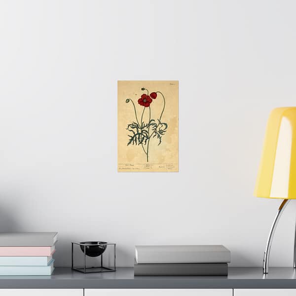 5900111096232808658_2048.jpeg Red Poppy (Papaver, rubrum, erraticum, rhoeas), A Curious Herbal – Elizabeth Blackwell (1737) – Botanical Poster Print