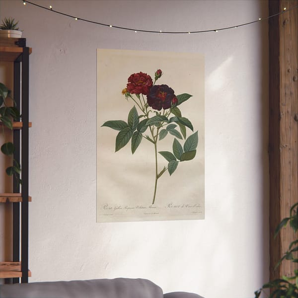 6049938597988275955_2048.jpeg Rosa Gallica Purpurea Velutina Parva (Rosier de Van-Eeden) – Pierre-Joseph Redouté (c. 1817-24) – Botanical Poster Print