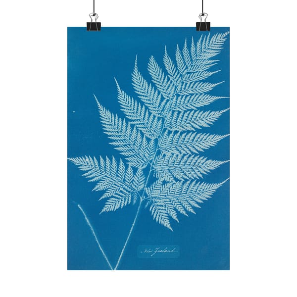 6060394714695465501_2048.jpeg New Zealand Fern Cyanotype – Anna Atkins (c. 1853-54) – Botanical Poster Print