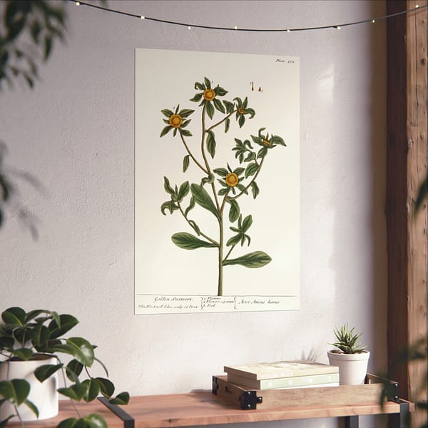 6152909556004115400_2048.jpeg Spiny Starwort (Pallenis spinosa), A Curious Herbal – Elizabeth Blackwell (1739) – Botanical Poster Print