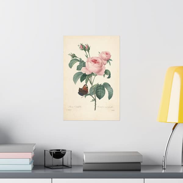 6243920490490181692_2048.jpeg Rosa Centifolia (Rosier à cent feuilles) – Pierre-Joseph Redouté (c. 1817-24) – Botanical Poster Print